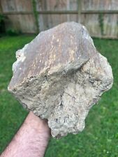 Texas Petrified Oak Wood 10x7x4 Unique Natural Detailed Log Manning Formation picture
