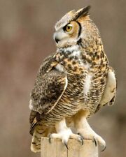 Beautiful HORNED OWL Glossy 8x10 Photo Print Bird Nature Wildlife Poster picture