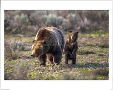 Grizzly Bear 399 with COY 2023 Limited Edition Photo 8x10 Matted for 11x14 picture