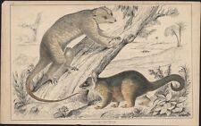 1830 Goldsmith Antique Print Raponna & Cooks Couscoos, Cuscus, Australian Possum picture