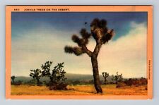CA-California, Joshua Trees On The Desert, Antique, Vintage Postcard picture