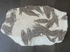 knightia mass mortality plate fossil fish from green river formation wyoming picture