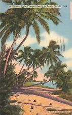 Fort Lauderdale Florida, Coconut Palm Fringed Beach, Vintage Postcard picture