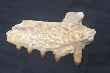 5 Inche Rare Crocodile Jaw Fossil Cretaceous Morocco paleontology Fossilized  picture