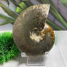 1.29LB Natural Rare Ammonite Fossil Conch Symbiotic iron ore Energ Healing+stand picture