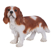 Cavalier King Charles Spaniel picture