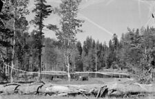 Delaney's Trout Farm Sattley California 1950s view OLD PHOTO 1 picture