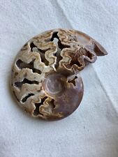Large 6.75” Ammonite Fossil W/exposed Chambers picture