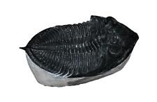 Odontochile TRILOBITE Fossil Morocco 400 Million Years old #13825 15o picture