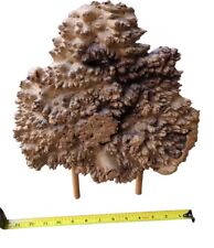 Vintage Maple Burl Cap Mounted On Stand Display picture