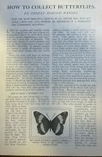 1901 How to Collect Butterflies illustrated picture