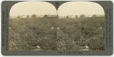 c1900's Real Photo Stereoview Keystone A Large Fruit Farm, Ontario Canada picture