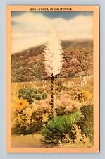 CA-California, Yucca, Antique, Vintage Postcard picture