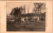 Mid Winter Pasture & Range Cattle In Louisiana Vintage Souvenir Postcard picture
