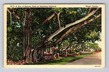 Miami FL-Florida, Banyan Trees On Ingraham Highway, Antique, Vintage Postcard picture