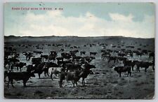 Range Cattle Going to Water Western Scene Chinook Montana 1908 Postcard picture