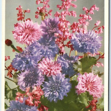 c1930s Valentine's No 25 Heuchera & Cornflower Flower Series Litho Photo PC A234 picture