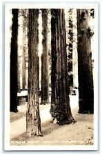 c1940's Redwood Highway Lanes Flat California CA, Car Eddy RPPC Photo Postcard picture