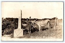 1916 International Boundary Soldier Mule Columbus NM RPPC Photo Postcard picture
