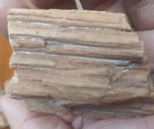 Petrified Wood Tree Branch Excellent Cellular Replacement Specimen Southern Utah picture