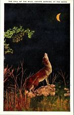 The Call Of The Wild Coyote Barking At The Moon Vintage Postcard picture