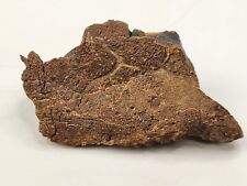 Unidentified Dinosaur Bone Fossil - Lance Fm. - Niobrara Co., WY picture