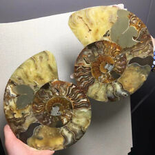 2pc Natural ammonite fossil conch crystal specimen healing care picture