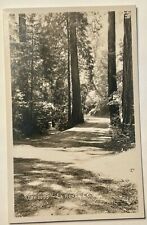 Redwoods Trees La Honda California Real Photo Postcard. RPPC. San Mateo On Back picture
