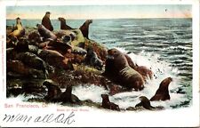 Postcard CA Seals on Rocks San Francisco Breaking Waves Charles Weidner Photo C4 picture