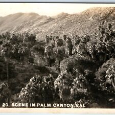 c1920s Palm Springs, CA RPPC Palm Canyon Many Palm Trees Real Photo Postcard A99 picture