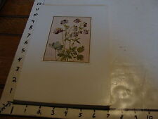 Vintage Flower Post Card mounted on board: Gartenakelel picture