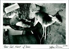 Deer Cull - Vintage Photograph 2745990 picture