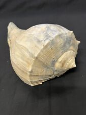 RARE Fossilized WHELK Shell From Central Florida - Pliocene Era.  picture