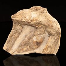 Rhacolepis Buccalis Fossil Fish Plate // 5 Lb. picture