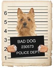 Australian Terrier Mugshot Bad Dog Fridge refrigerator Car Magnet  picture