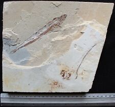 Prionolepis 92 + Eel - Fossils directly from Lebanon picture
