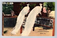 Miami FL-Florida, White Peacocks, Tropical Hobbyland, Vintage Postcard picture