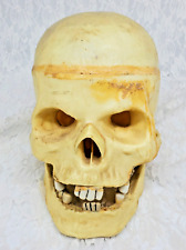 Halloween SKULL Anatomically Correct Adult Life-Size Skull Hinged Movable Jaw picture