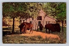 Detroit MI-Michigan, Belle Isle Park Buffalo Herd Antique Vintage c1910 Postcard picture