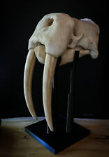 Walrus Skull - LARGE full sized Replica Including display base  -  picture
