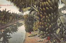 Banana Trees, Honolulu, Hawaii Territory, early postcard, unused picture
