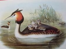 Great Crested Grebe Art Postcard John Gould & H.C. Richter Unposted  picture
