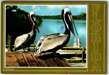 Postcard - Pelicans - Florida picture