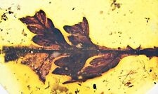 Rare Superb Leaf, Fossil inclusion in Burmese Amber picture