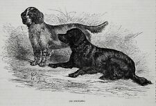 Dog English Springer Spaniel & Welsh Springer Spaniel, 1870s Antique Print picture
