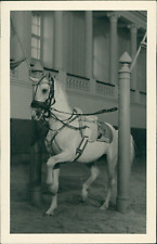 Austria, Spanish Riding School Vienna. Piaffe in the Pillars Vintage Silver  picture