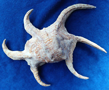 Large 11 inch Spider Conch Harpago Chiragra Seashell. picture