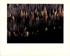 LD349 1989 Orig Peterson Color Photo YELLOWSTONE LODGEPOLE FOREST DUNRAVEN PASS picture
