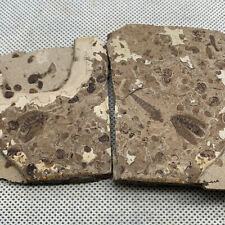 A pair of exquisite insect fossils from the Jurassic Daohugou period picture