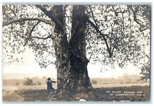 Big Hollow Sycamore Tree Blennerhasset Island Parkersburg WV RPPC Photo Postcard picture